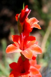 Red Flowers