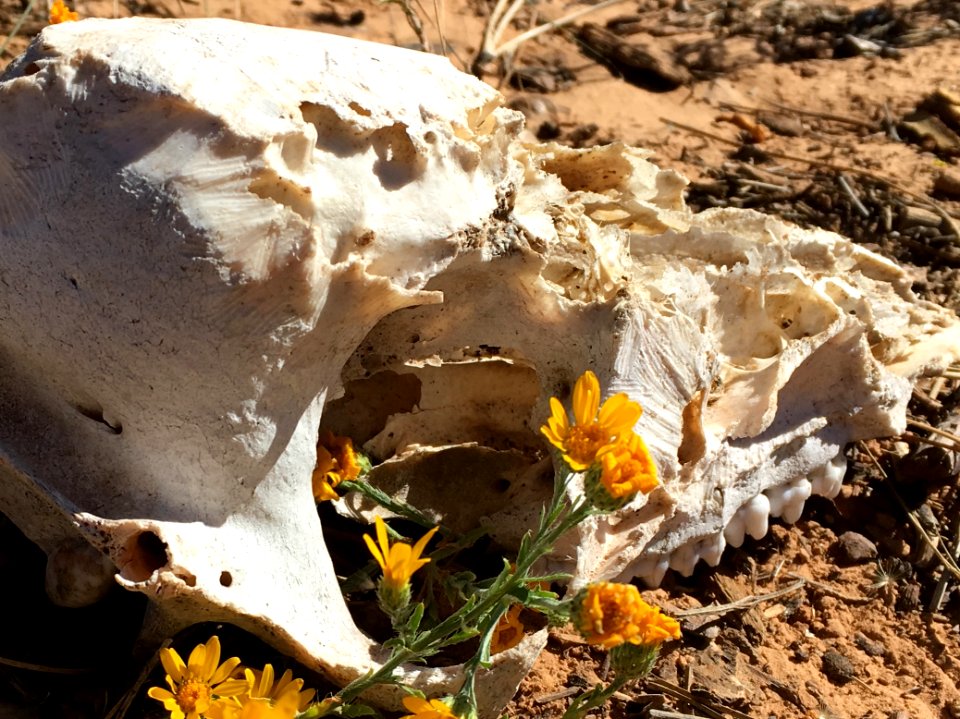 Skull Flowers