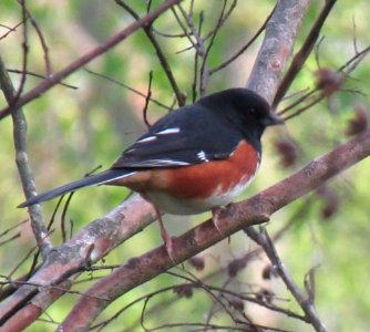 Eastern Towhee Male photo