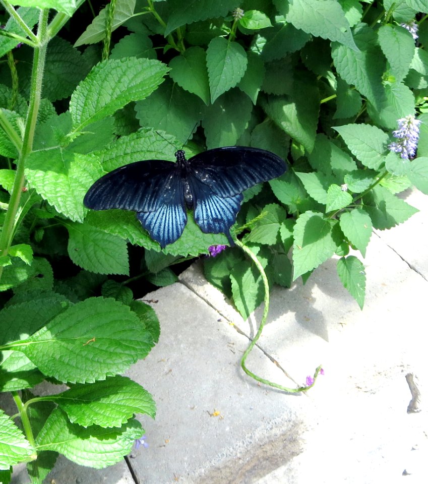 lg b variable swallowtail