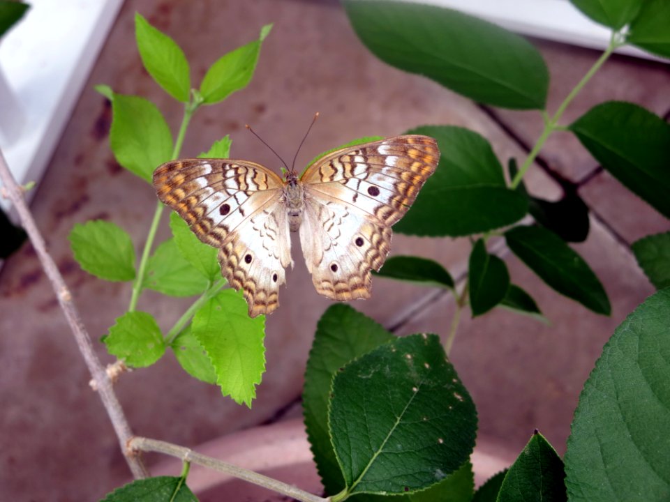lg b white peacock1