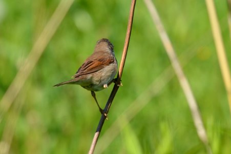 Sylvia communis