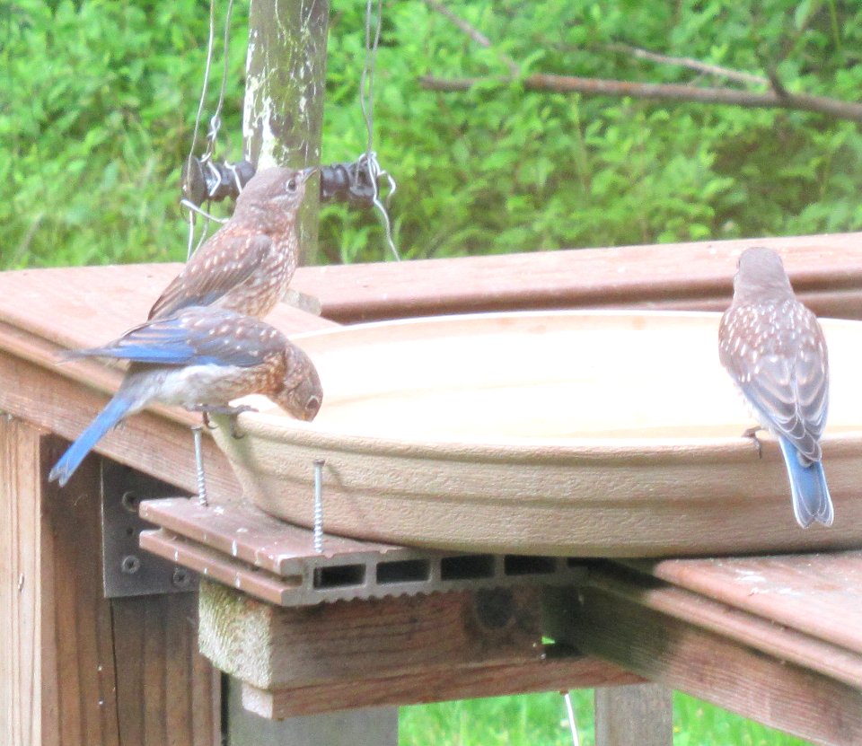 3 juvenile bluebirds