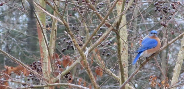 Bluebird and Berries