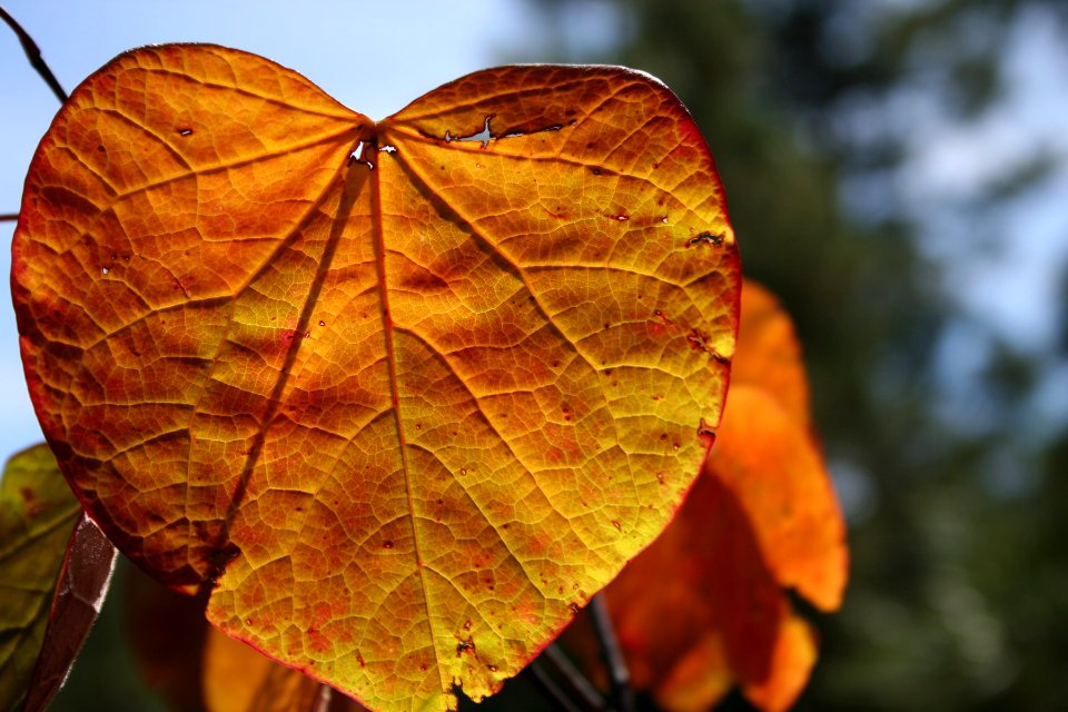 Yes, Arizona Has Fall Colors