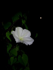 flora moonflower2