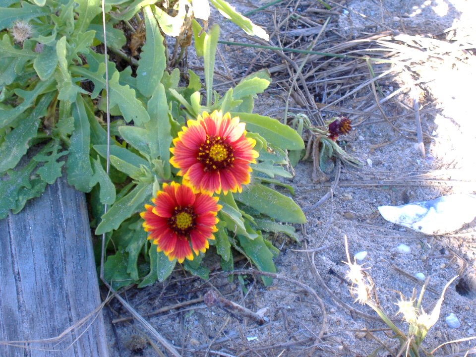 flora flowers at beach