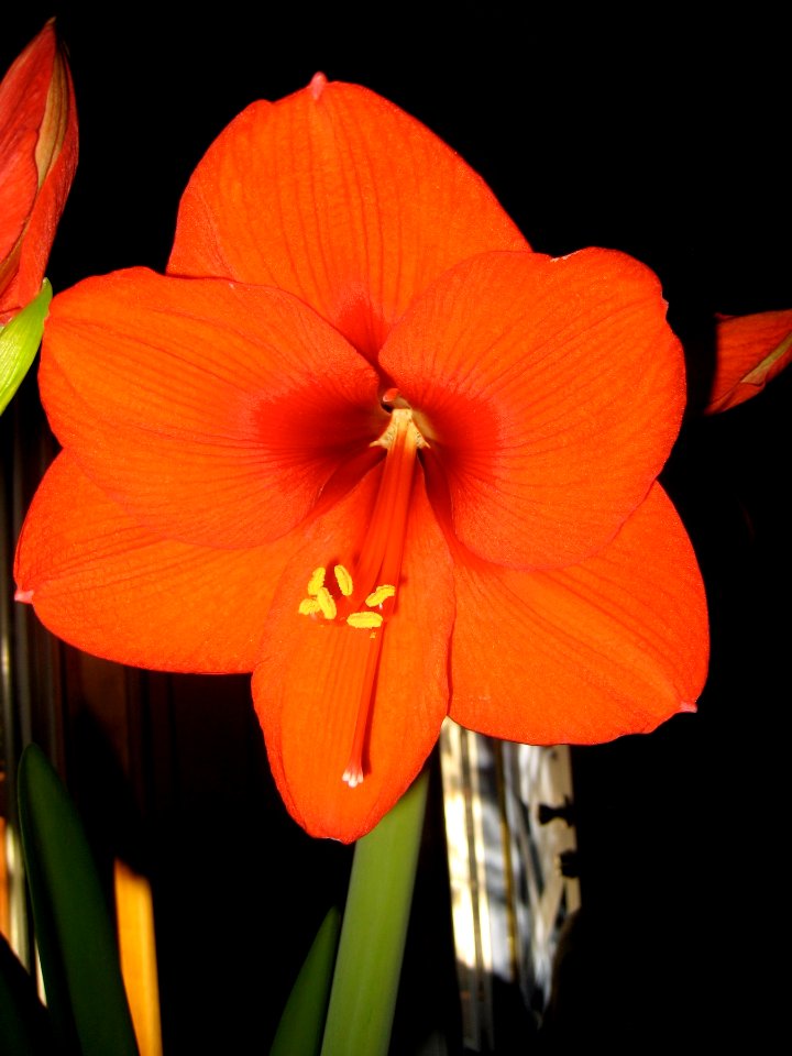 Amaryllis Blooms