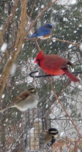 Line Up of Birds in Snow