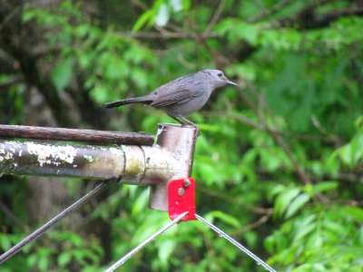 gray catbird3