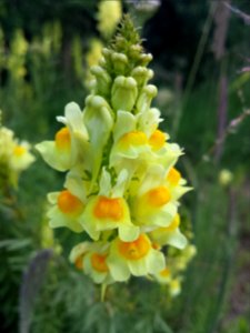 Vlasleeuwenbekje (Linaria vulgaris)