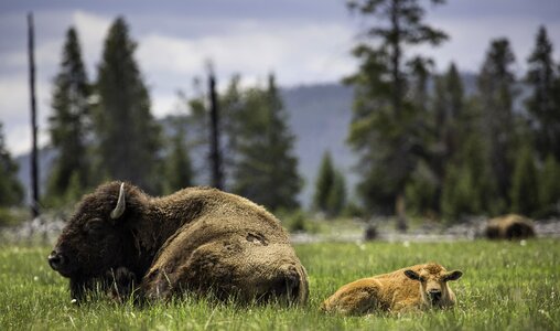 Resting ground wildlife