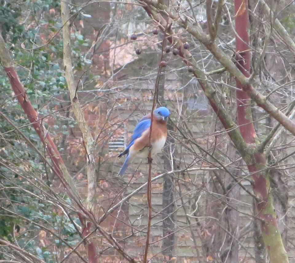 Arrogant Bluebird photo
