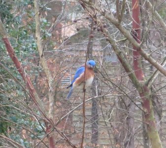Arrogant Bluebird photo