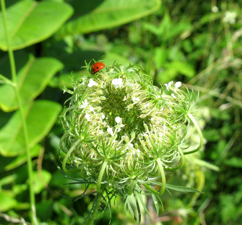 ins ladybug