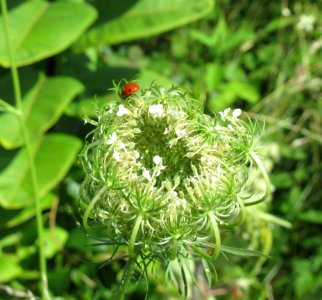 ins ladybug