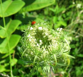 ins ladybug photo