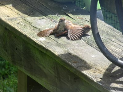 Carolina Wren Juvenile Pair Warming Up photo