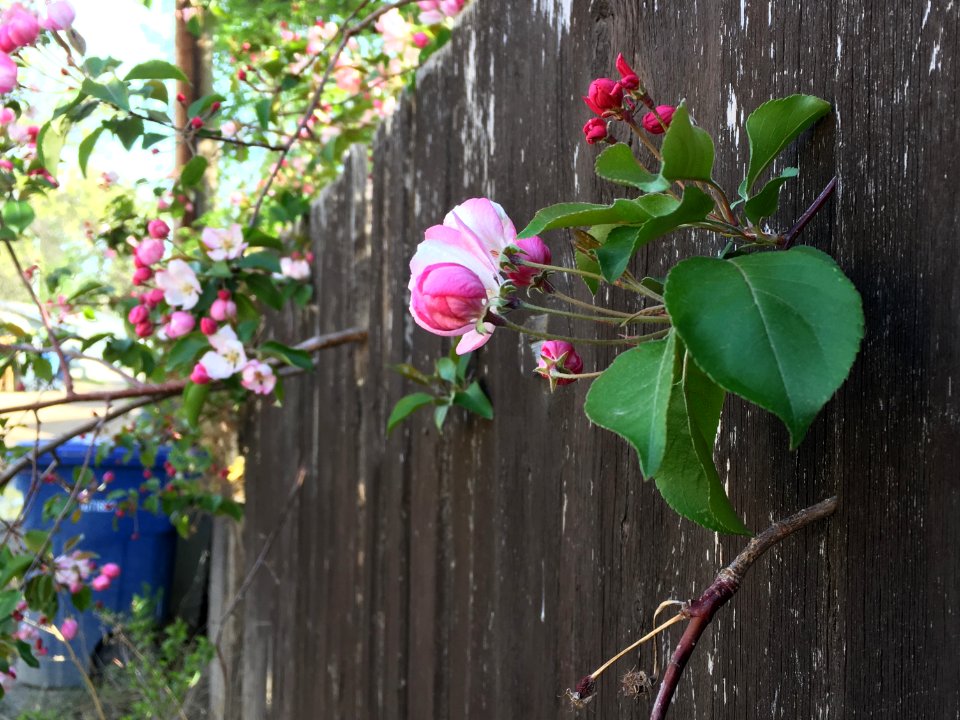 Apples Through the Fence
