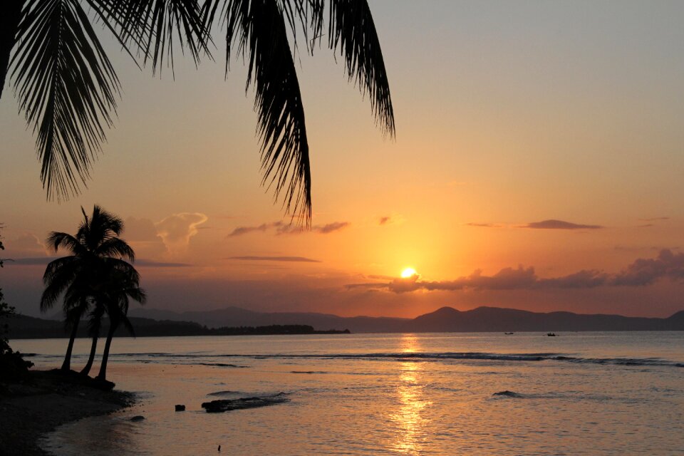 Caribbean palm tree tropical