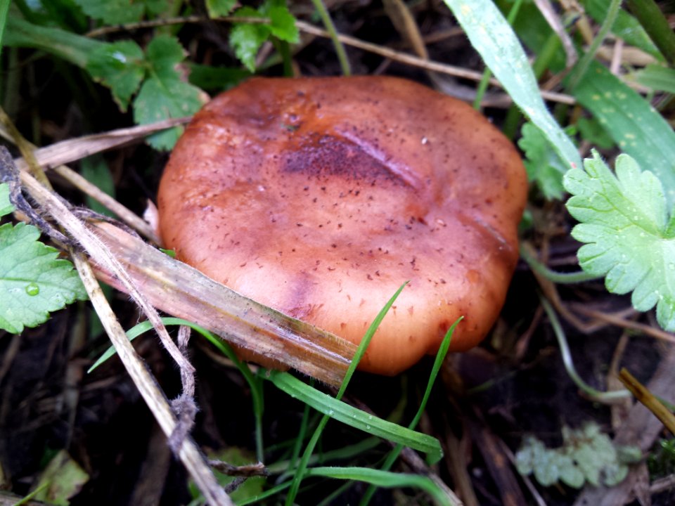 Armillaria ostoyae (sombere honingzwam) probably