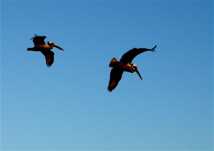 Pelican Pair