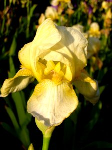 Yellow Iris of Arizona photo