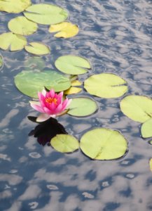 lg water lily on lake photo