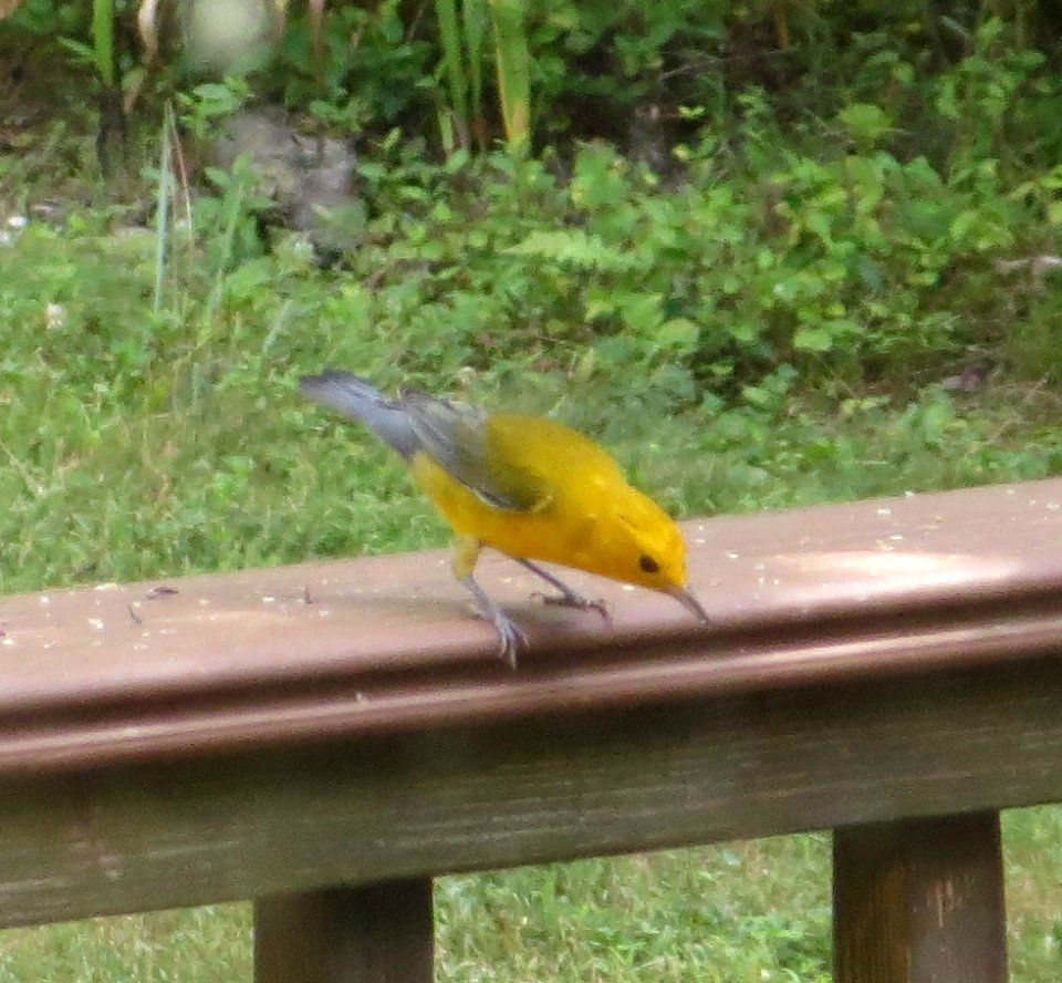 bird female summer tanager2