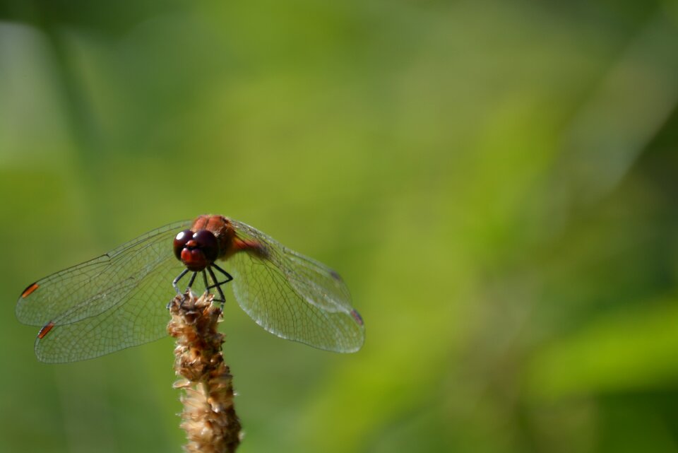 Insect nature wing