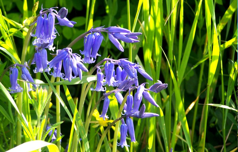 Bristol in bloom 14