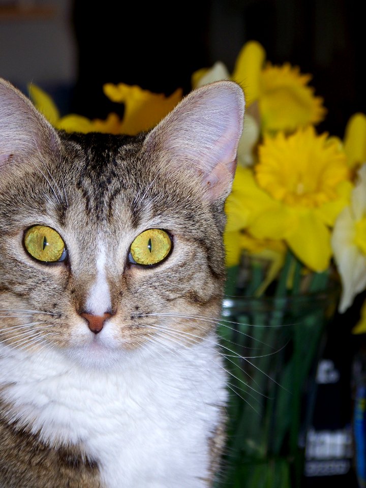misc cat and yellow eyes
