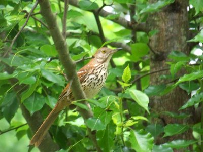 bird brown thrasher