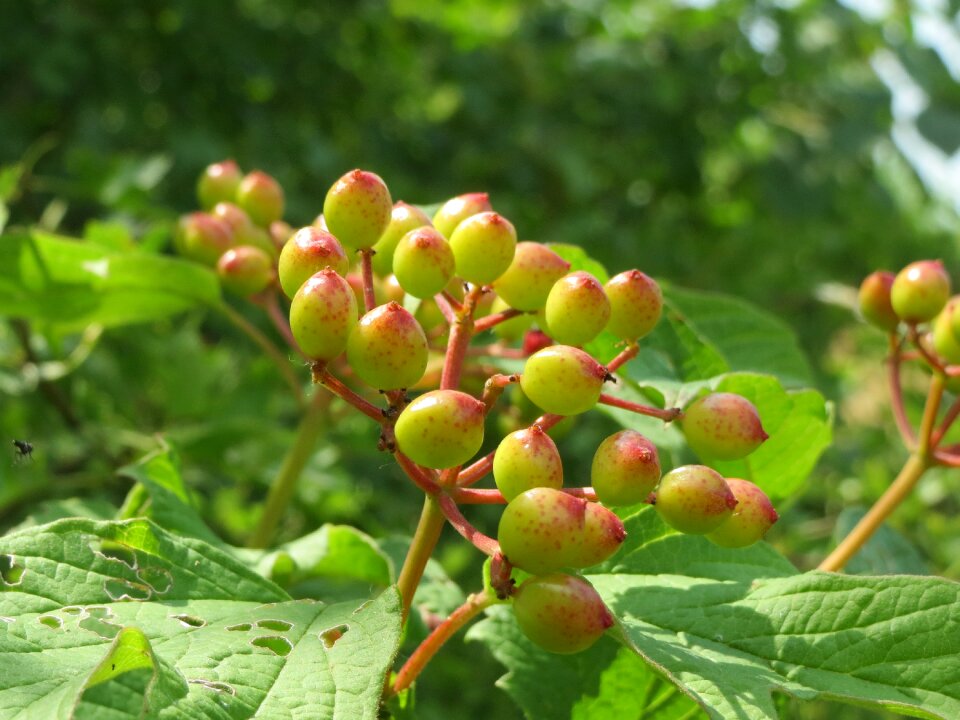 Fruit berries macro