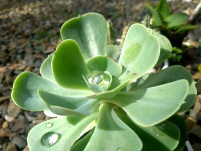 Suculenta
