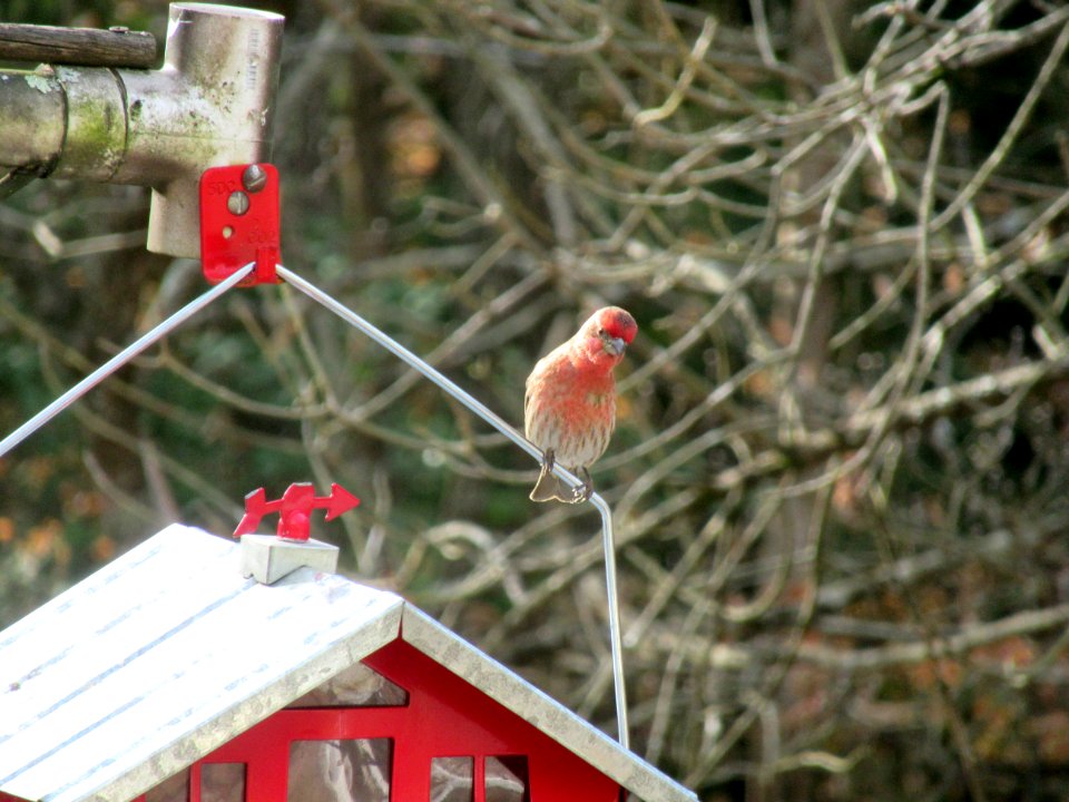 Juvenile House Finch