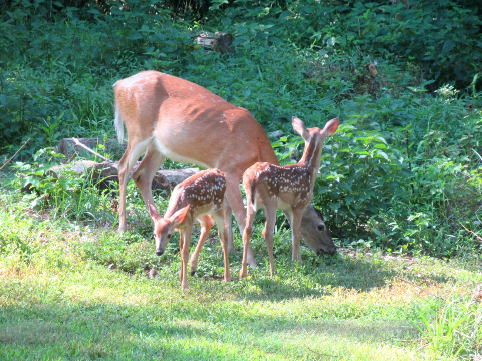 fauna mama deer photo