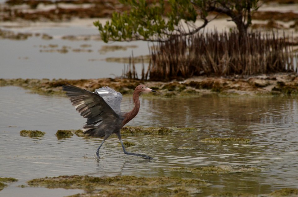 Egretta rufescens