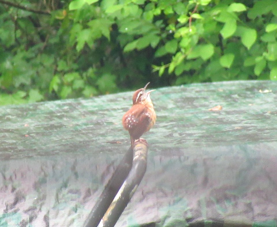 Young Carolina Wren Singing