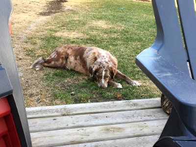 One of Us Worked Hard in the Yard Today...