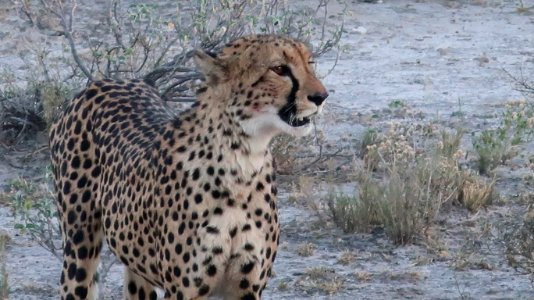 Cheetah photo