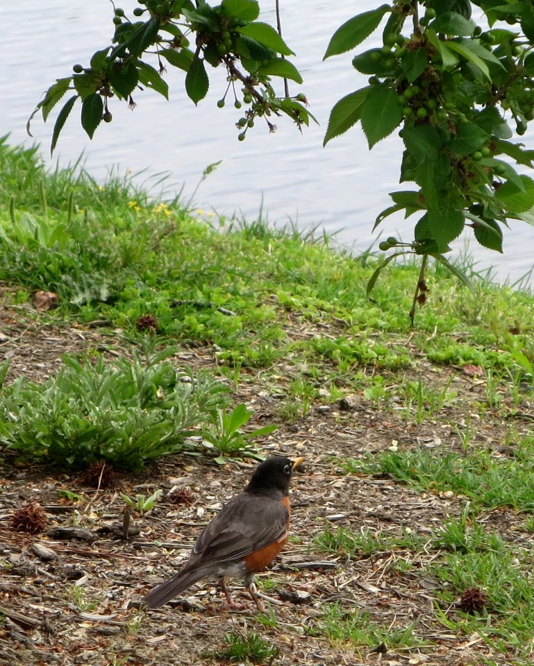 bird robin by lake