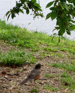 bird robin by lake