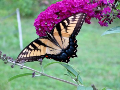 in yellow swallowtail1