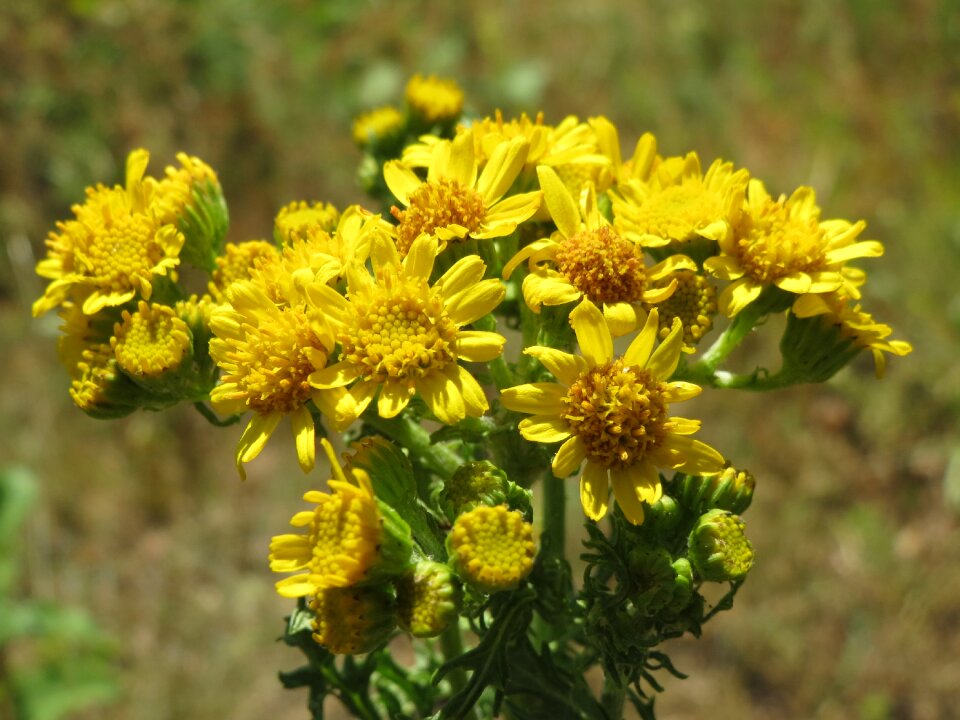 Tansy ragwort benweed st james-wort