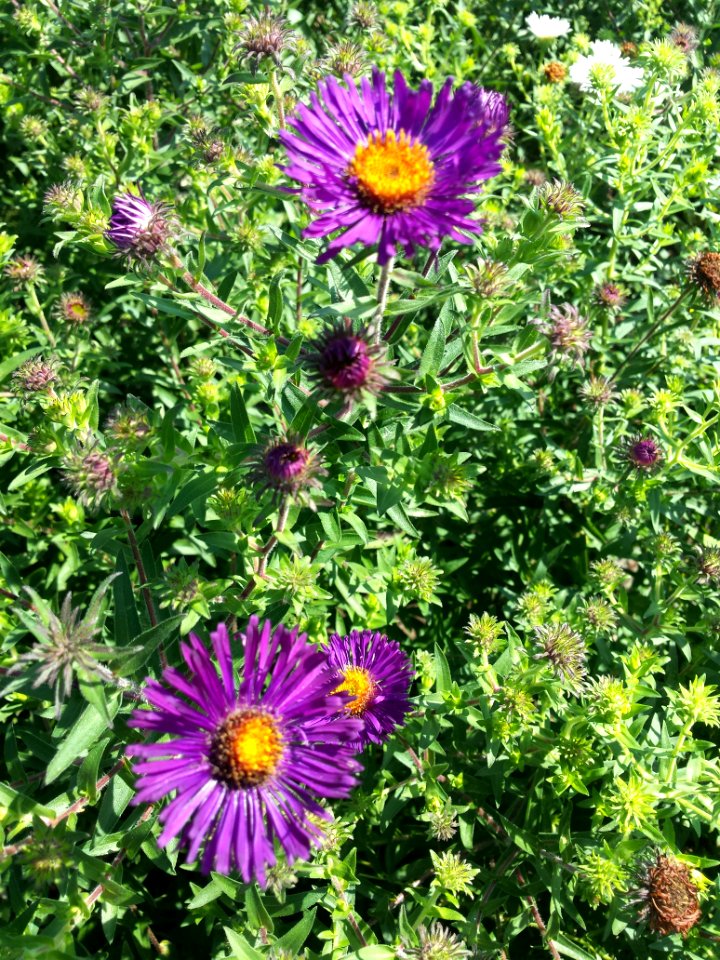 Asters photo