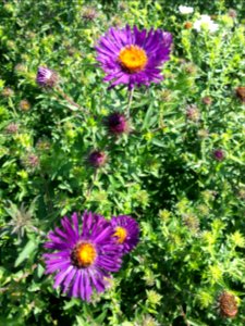 Asters photo