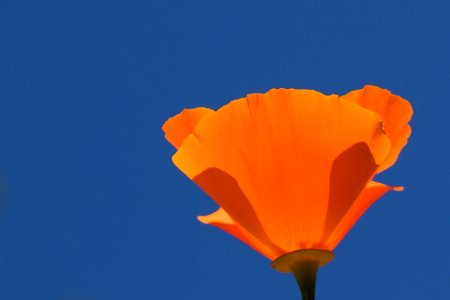 Golden Poppy Blue Sky