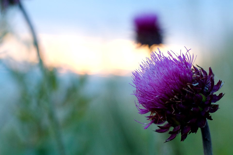 Thistles in the Sunset