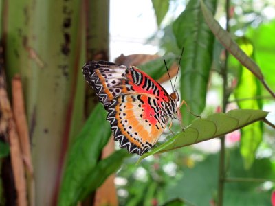 lg b leopard lacewing2 photo